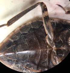 Belostoma testaceum