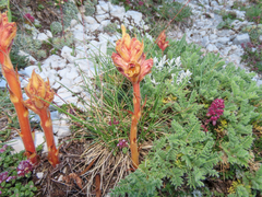 Orobanche alba, photograph (c) Emanuele Santarelli, some rights reserved (CC BY-SA)