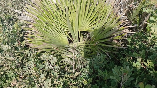 Mediterranean fan palm