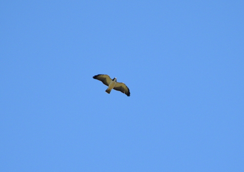 Short-tailed Hawk