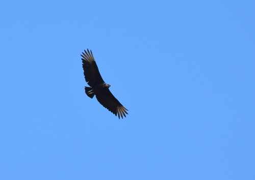 Black Vulture