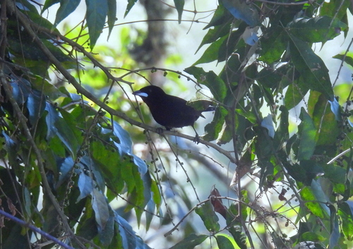 Silver-beaked Tanager