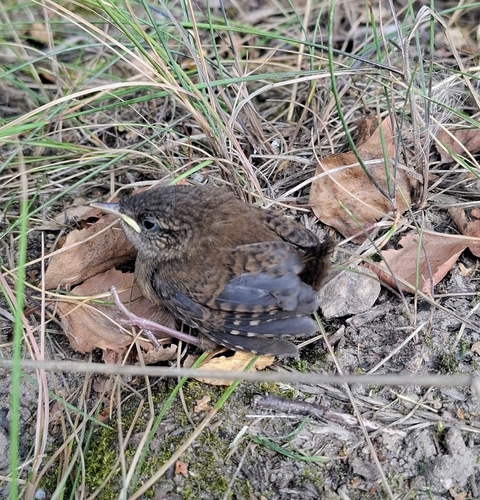 Eurasian Wren
