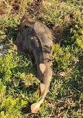 Pseudobatos lentiginosus