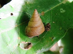 Pseudoxychona spiritualis