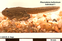 Pleurodema bufoninum