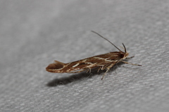 Pyroderces argyrogrammos