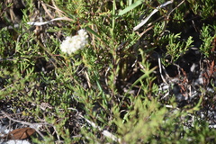 Polygonum dentoceras