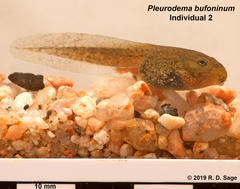 Pleurodema bufoninum