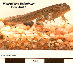 Pleurodema bufoninum