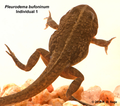 Pleurodema bufoninum