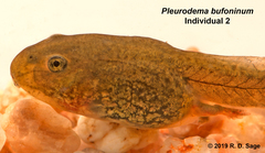 Pleurodema bufoninum