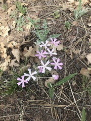 Phlox woodhousei