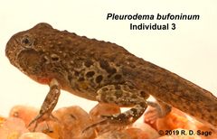 Pleurodema bufoninum