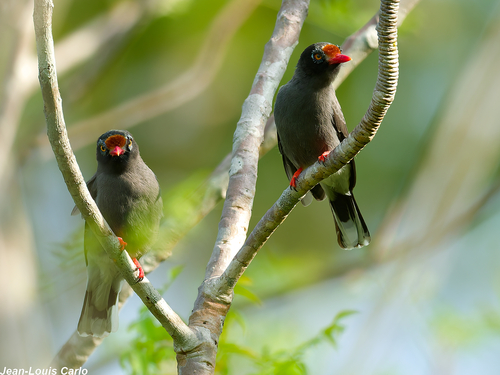 iNaturalist image