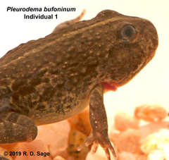 Pleurodema bufoninum