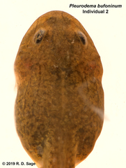 Pleurodema bufoninum