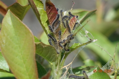 Malacosoma californica