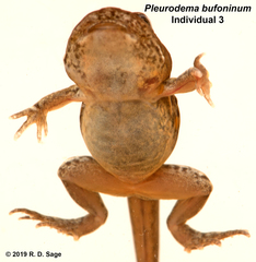 Pleurodema bufoninum