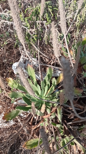 Plantago coronopus macrorhiza
