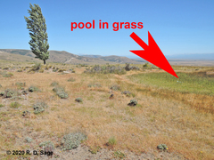 Pleurodema bufoninum