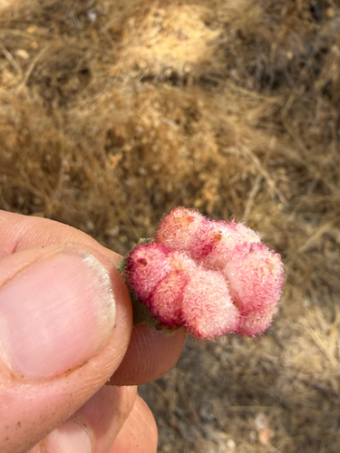 Crystalline Gall Wasp seen in Sonoma Valley