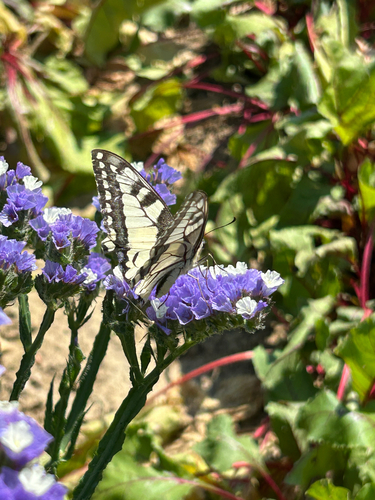 Old World Swallowtail