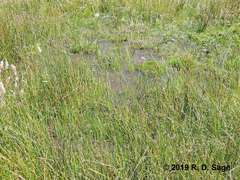 Pleurodema bufoninum