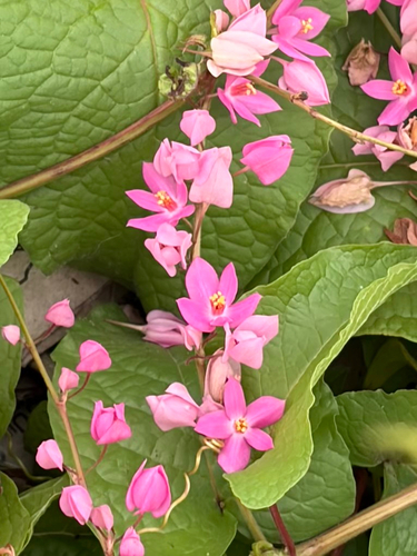 Coral Vine