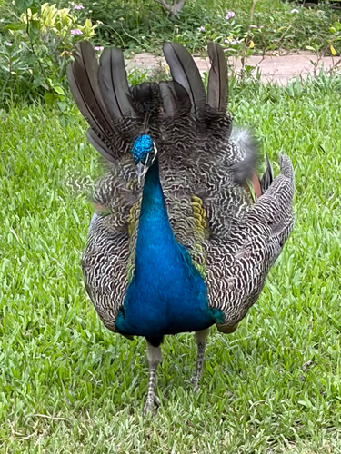 Indian Peafowl