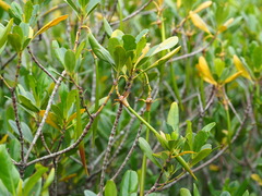 Kandelia obovata, photograph author not stated, no rights reserved