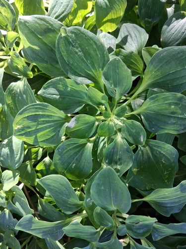 Peruvian Lily