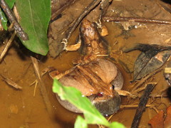 Physalaemus fischeri