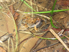 Physalaemus fischeri