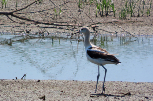 American Avocet