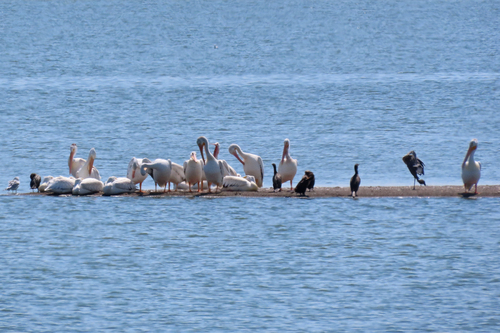 American White Pelican