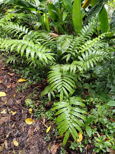Dryopteris arborescens observed 2026-07-24