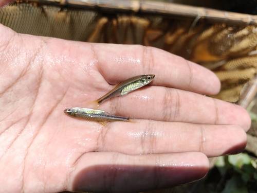 Blue-lined Rasbora