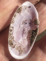 Hiatula nitida