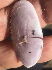 Hiatula nitida
