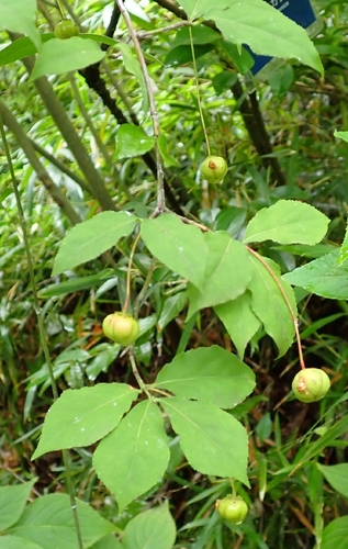 Euonymus oxyphyllus observed 2026-08-15