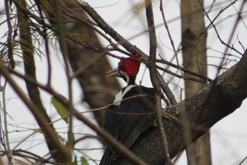 Crimson-crested Woodpecker