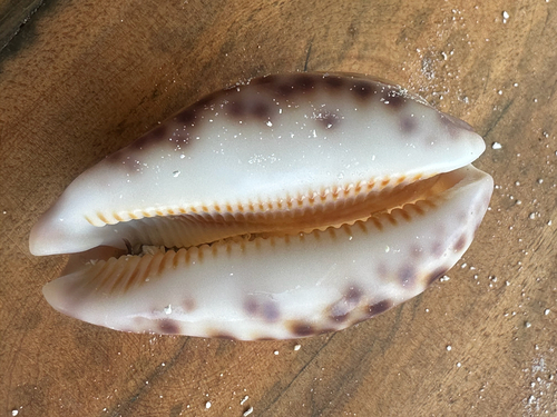 Cypraea histrio observed 2026-08-17