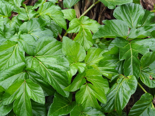 Angelica hirsutiflora