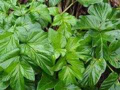 Angelica hirsutiflora