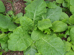 author not stated, no rights reserved Nicotiana plumbaginifolia, photograph author not stated, no rights reserved