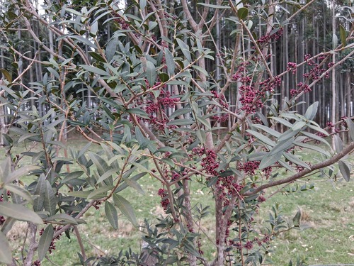 Myrrhinium atropurpureum