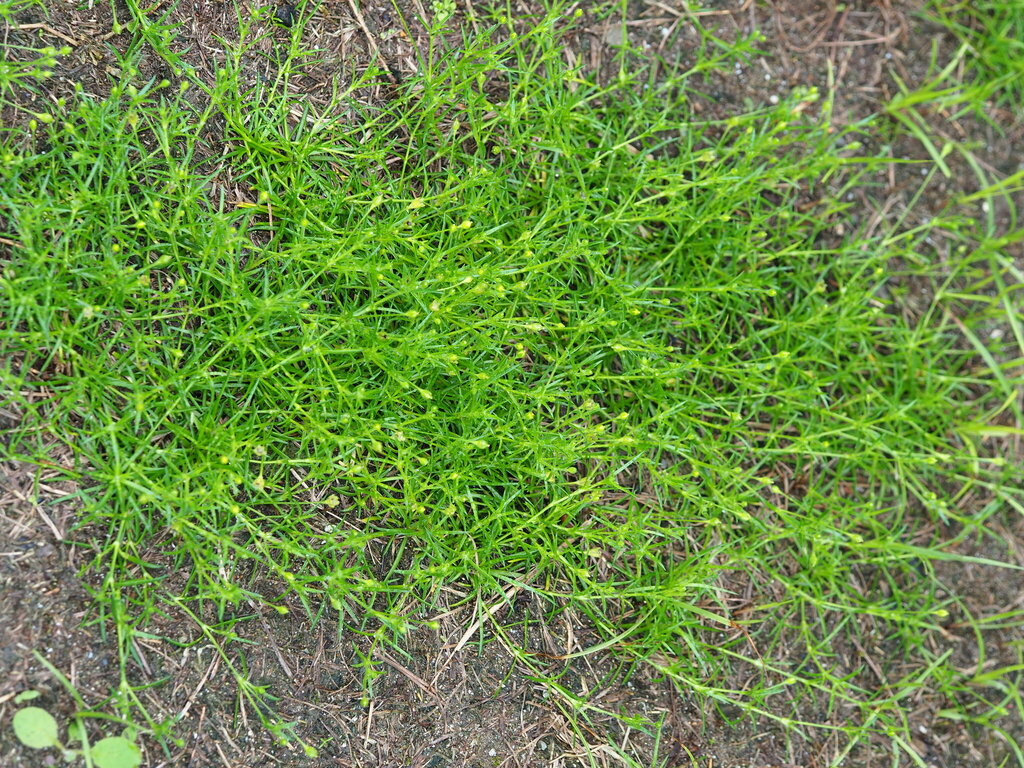 Sagina japonica; photograph author not stated, no rights reserved
