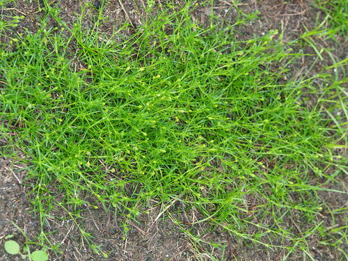 Sagina japonica
