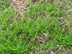 author not stated, no rights reserved Sagina japonica, photograph author not stated, no rights reserved